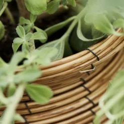 Planter, HDBoum, Nature