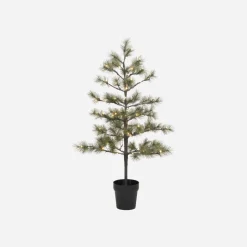 Weihnachtsbaum, Peuce, Natur