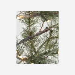 Weihnachtsbaum, Peuce, Natur