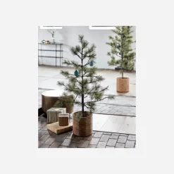 Weihnachtsbaum, Peuce, Natur