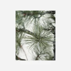 Weihnachtsbaum, Peuce, Natur